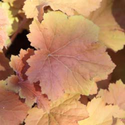 Heuchera 'Caramel'